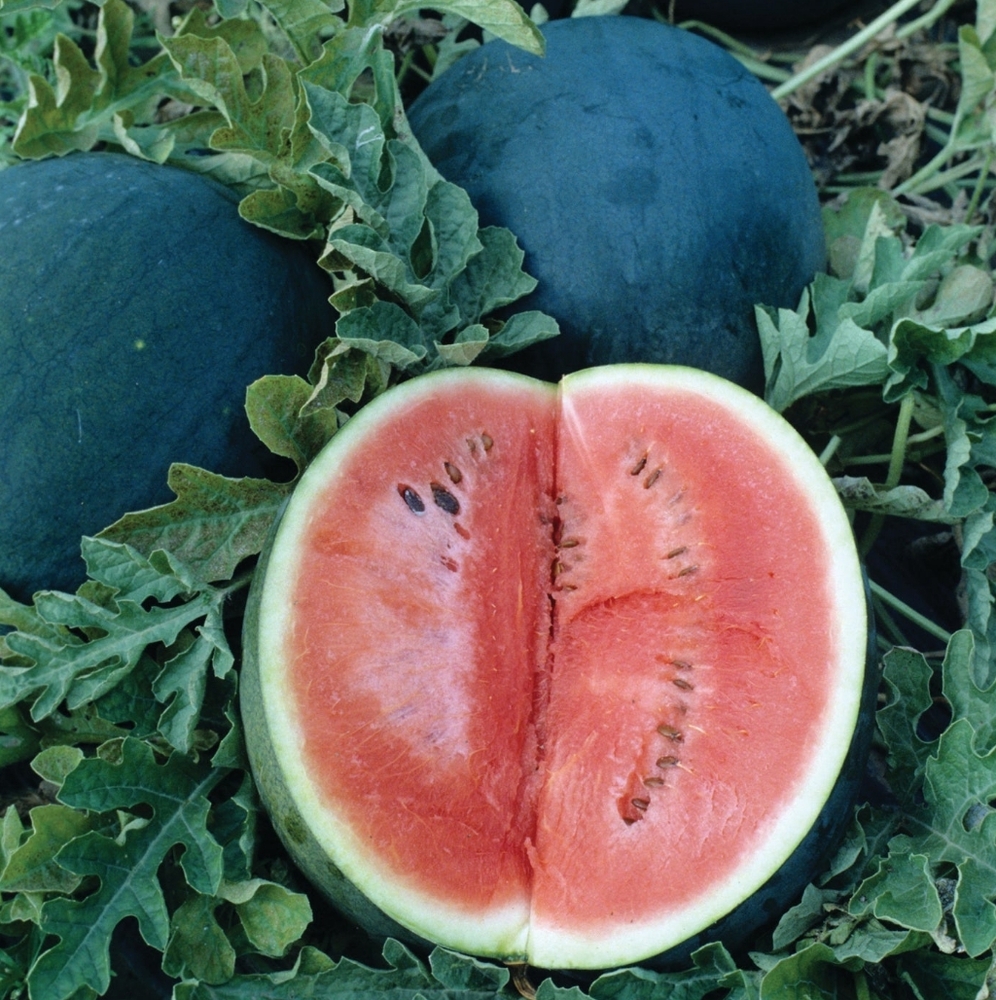 Seeds. Sugar Baby Bush Watermelon (15 Ct) 2025